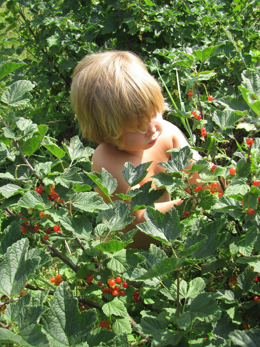 У куста смородины в своем родовом поместье