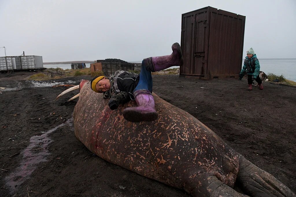 Дети используют тушу добытого моржа в качестве горки. Фотография Андрея Шапрана