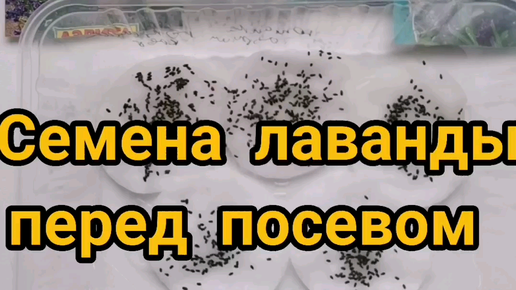 Какие семена нужно стратифицировать в холодильнике. Как стратифицировать семена лаванды.