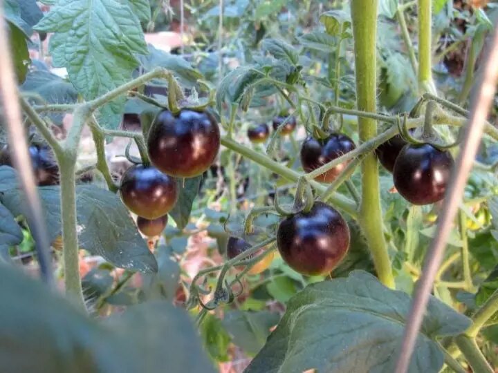 Черные томаты: сорта салатные, урожайные, крупноплодные, черри ...