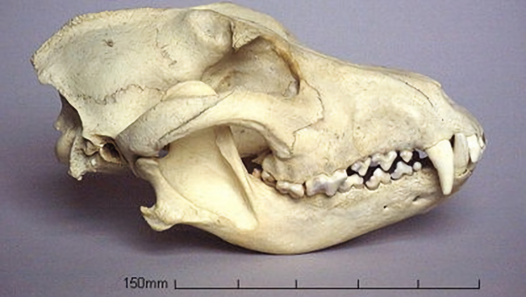 Для сравнения, так выглядит череп собаки