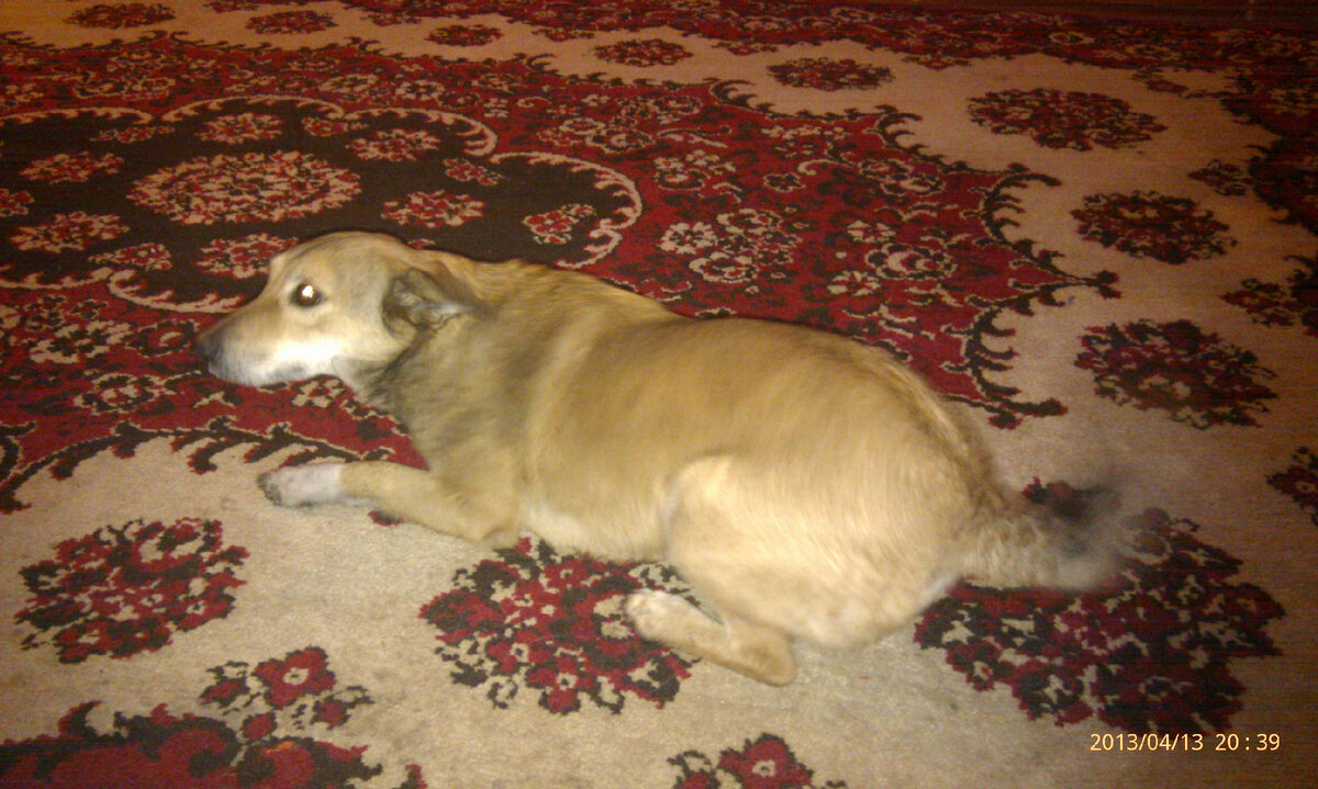 Это Лиза два месяца у нас прожила