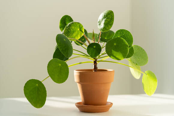 Пилея пеперомиевидная (Pilea peperomioides). Фото: Depositphotos