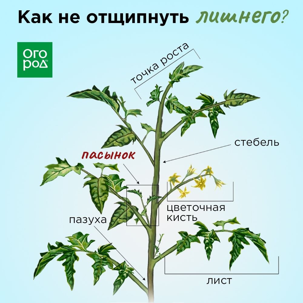 Как прищипывать помидоры фото Чтобы томаты удались. Пасынкам здесь не место. Сад Огород Дзен