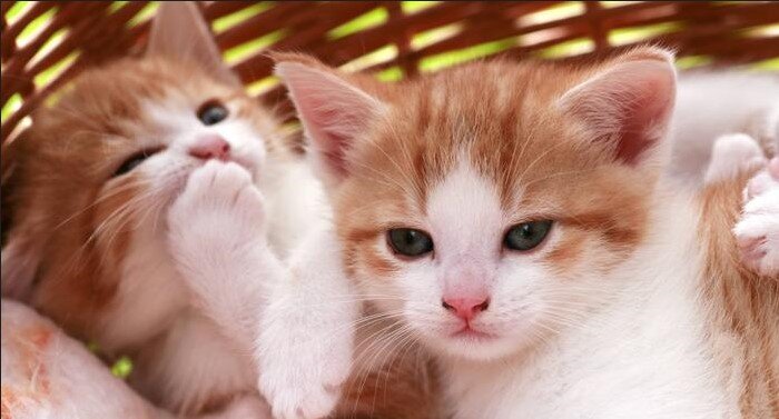 Два котенка