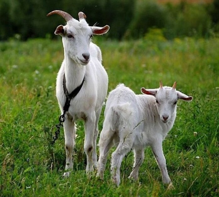 Фото с сайта Яндекс-картинки. 