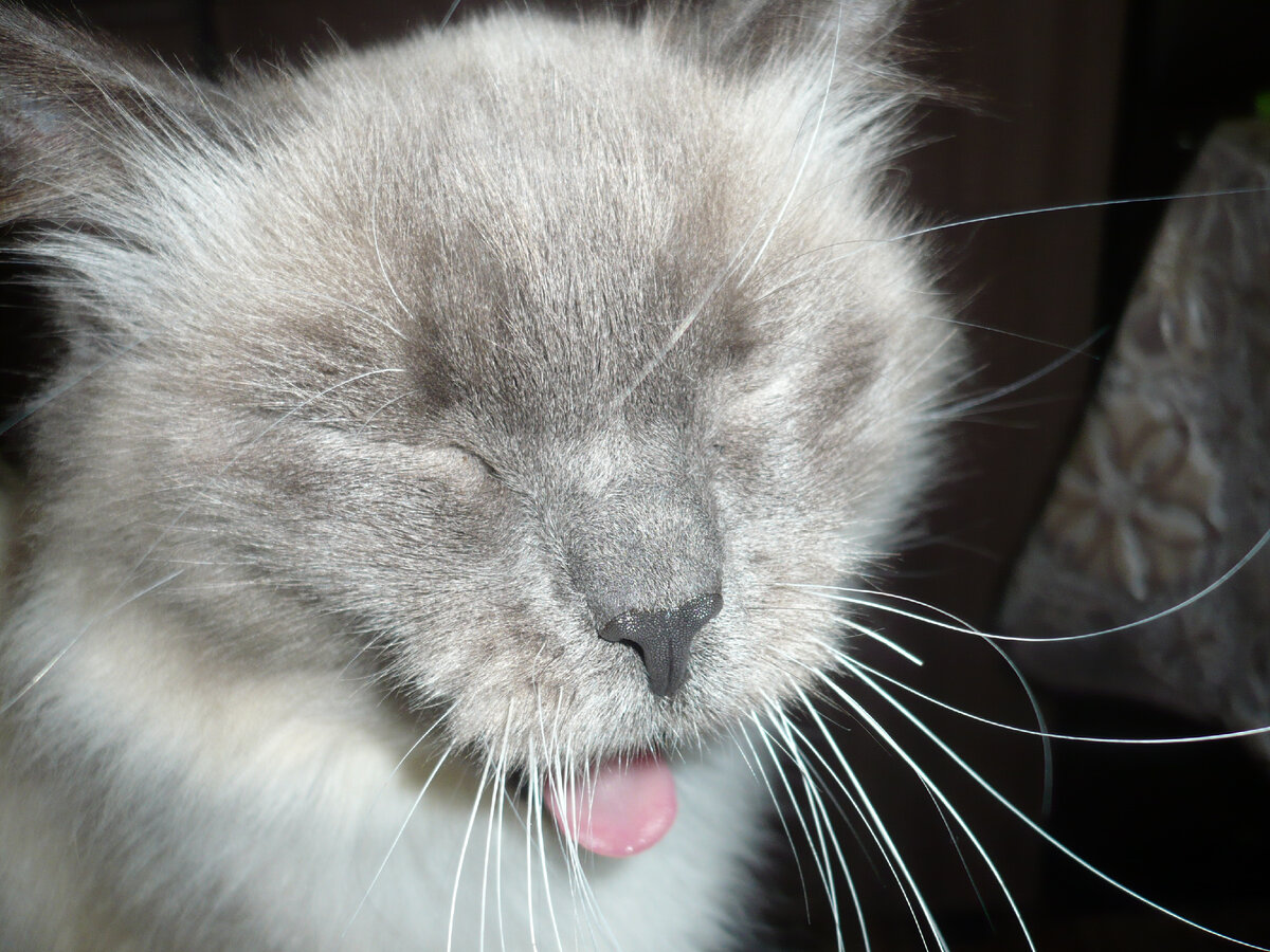 Это наш Пушик) То ли зевает, то ли недоволен решением суда)