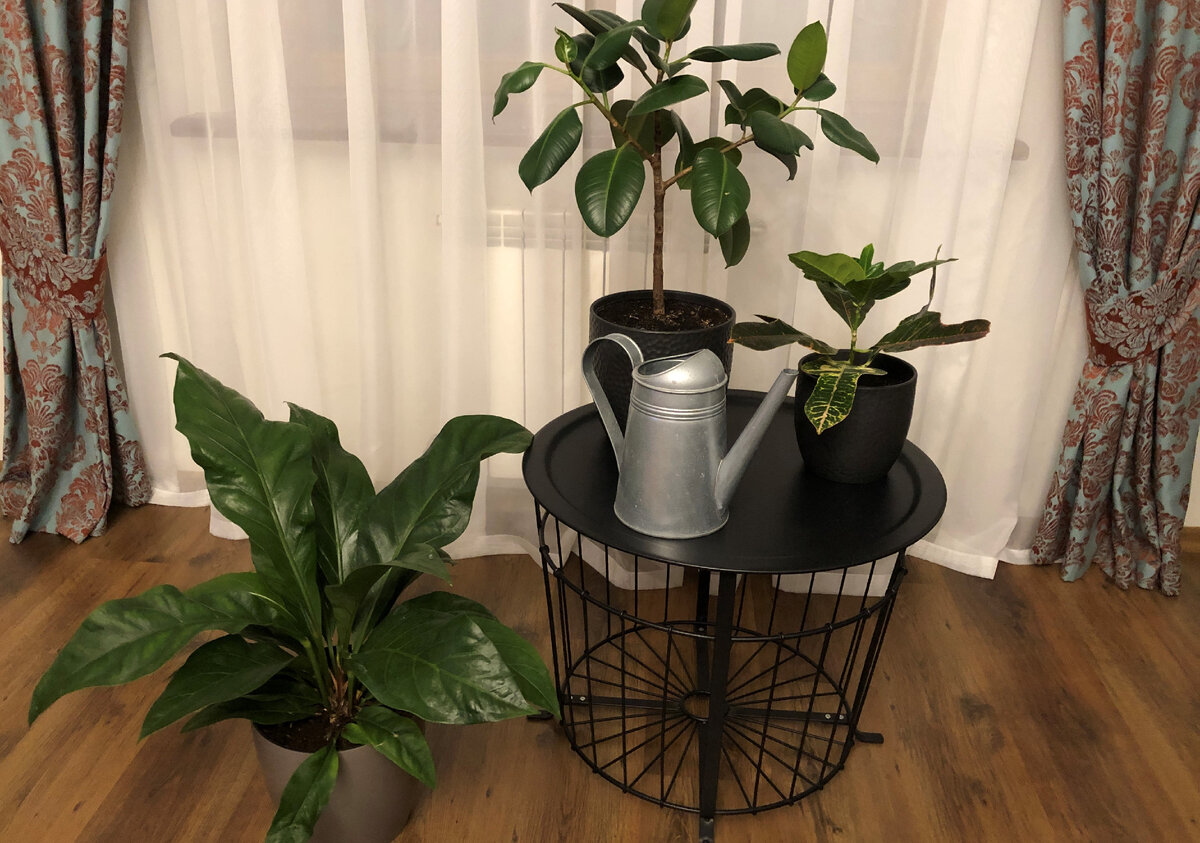 Фото автора. Посмотрим, как отзовутся мои цветы на натуральные подкормки