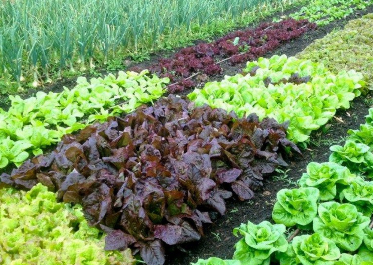 бархатцы с виолой. огород польза. сидераты для огорода горчица. советы для огородников и садоводов. дорожки между грядками на даче.