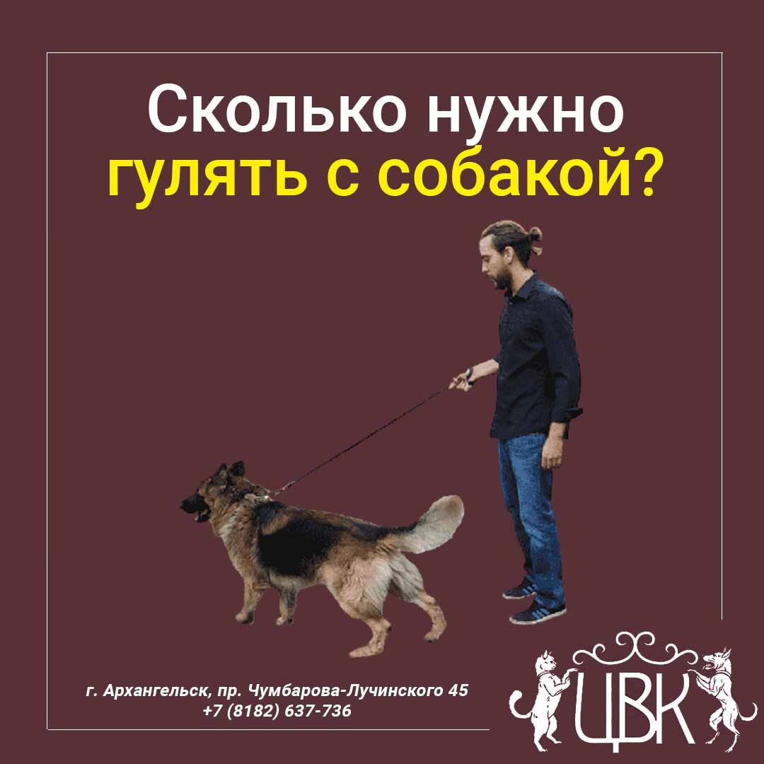 Сколько нужно гулять с собакой – профилактика артроза и других заболеваний