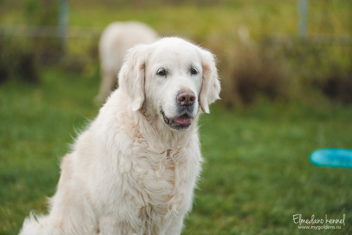 На фото наша Эмили.