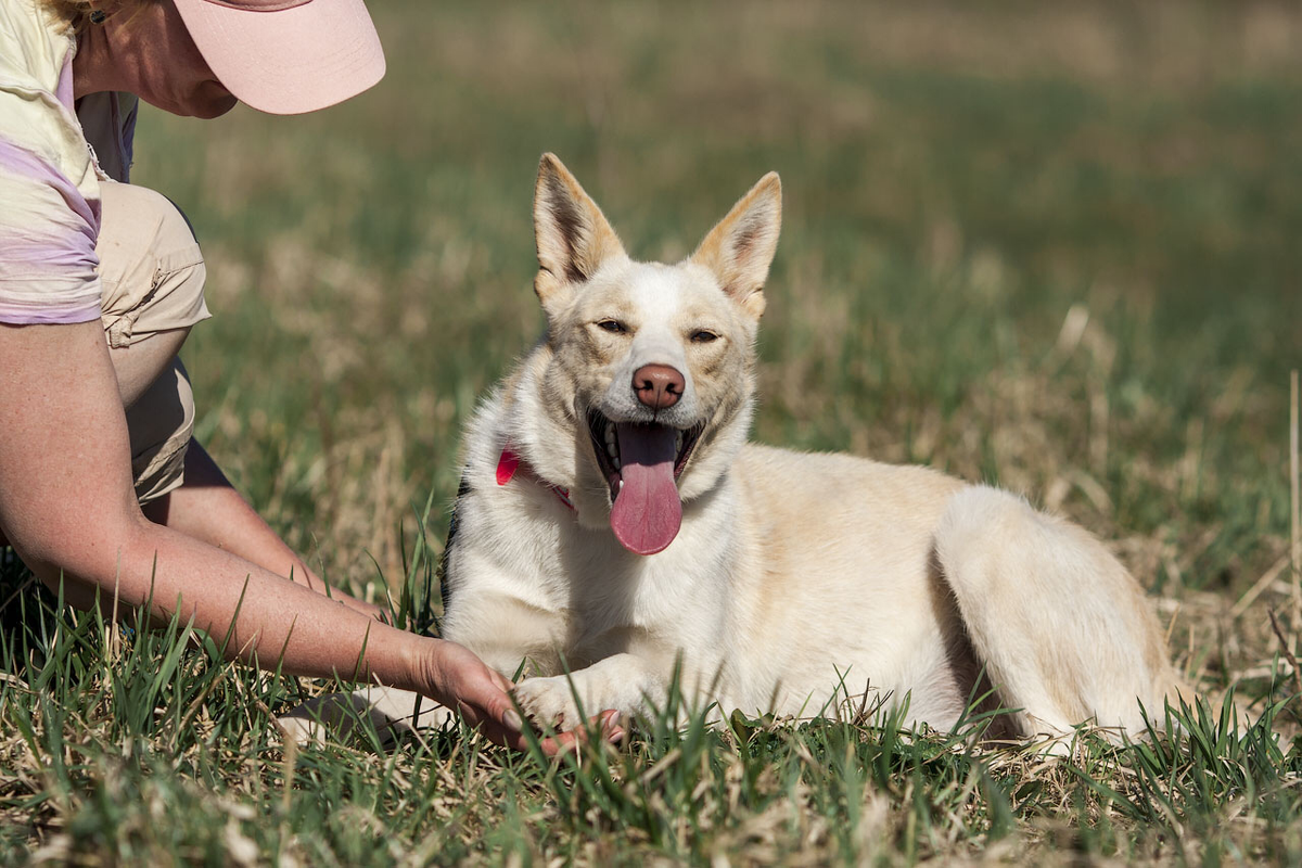 цитаты про собак. преданность собаки. самый главный плюс у собаки. Smart dog. только собака не предаст никогда.