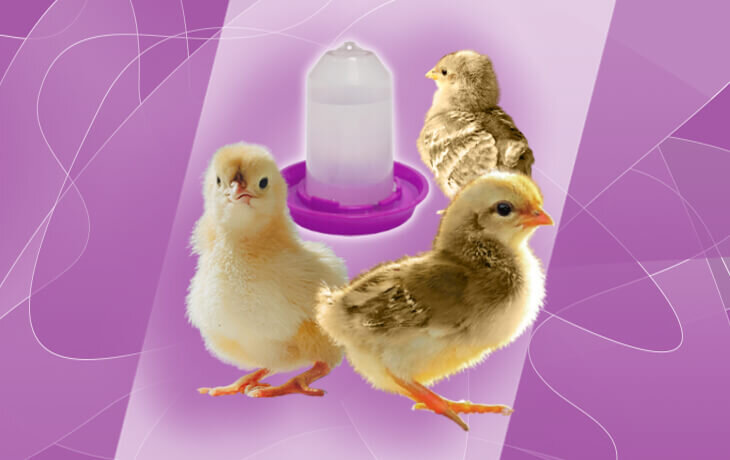 Несколько фишек для беспроблемного пропаивания птичьих малышей