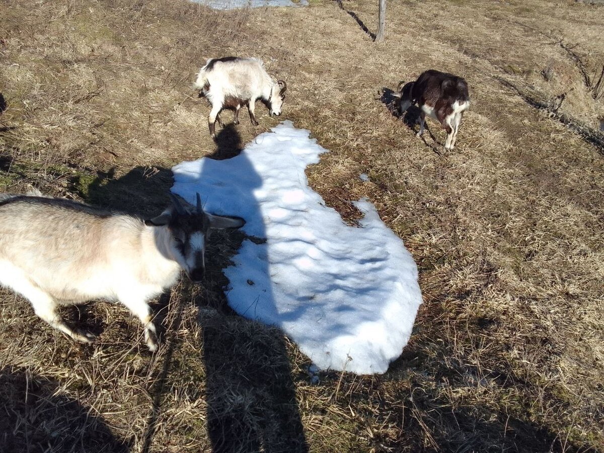 На прогулке за пределами нашего участка