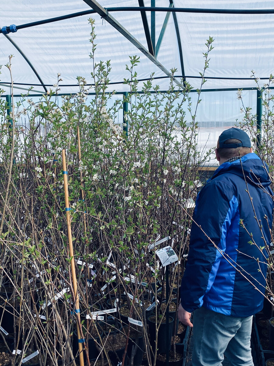 Муж выбирает вишню.