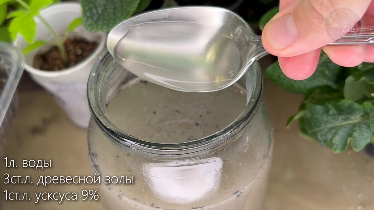 Ash fertilizer for cucumbers.