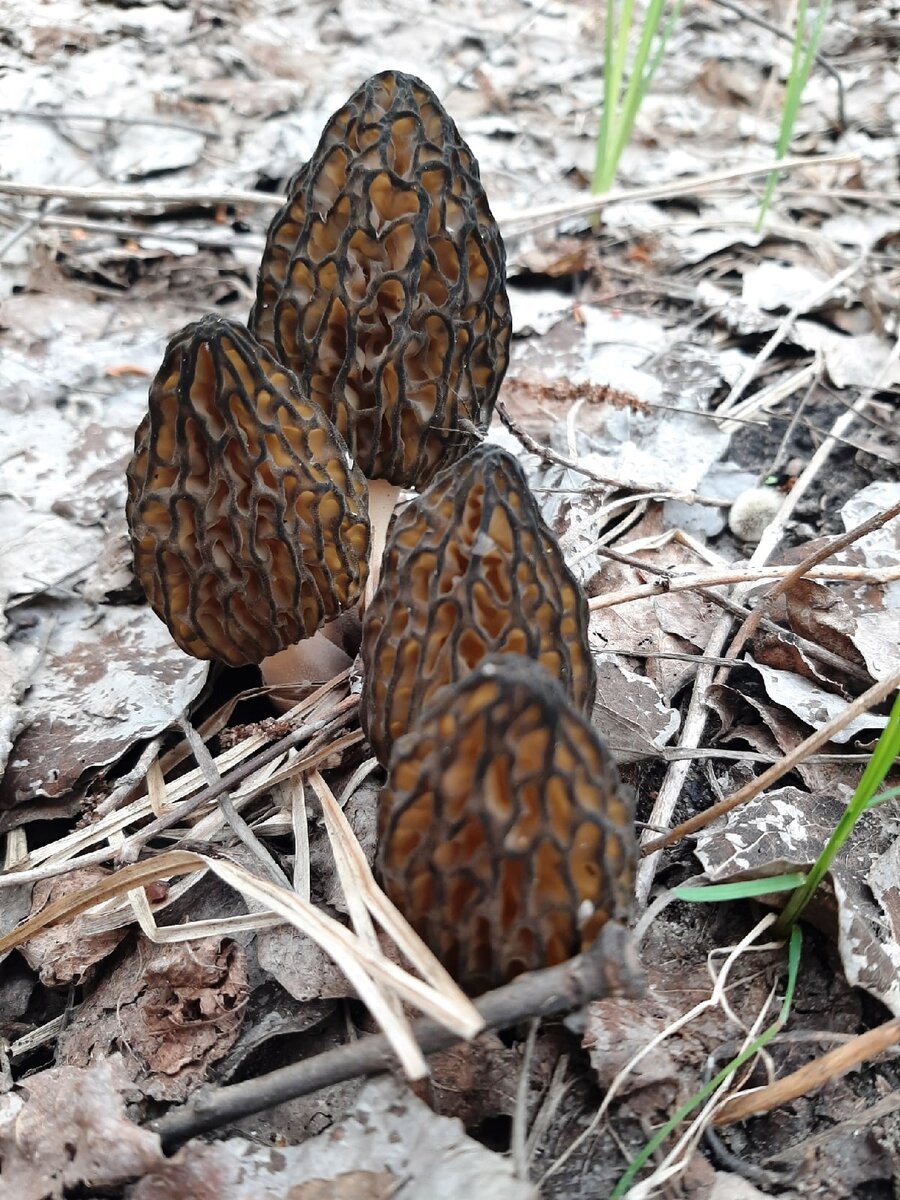 В России сморчки считаются условно-съедобными, а по вкусовым данным относятся к грибам третьей категории, хотя в Европе их считают деликатесными грибами. Перед употреблением сморчки обязательно надо отварить, отвар слить и только потом их можно отправлять в суп, жарить, тушить. Очень вкусны сморчки в тушеном виде или в соусах.