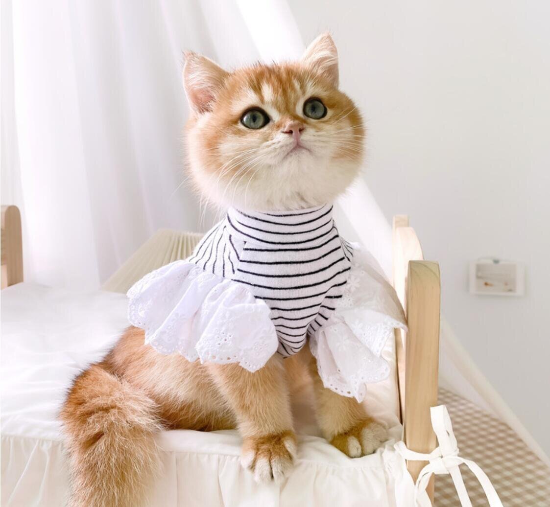 Кошечка в платье. Одежда для кошек. Кошка в платье. Красивая одежда для кошек. Красивое платье для кошкипип.