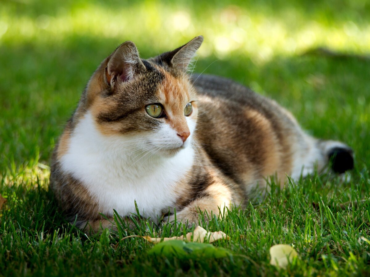 фото из открытого доступного источника сети интернет