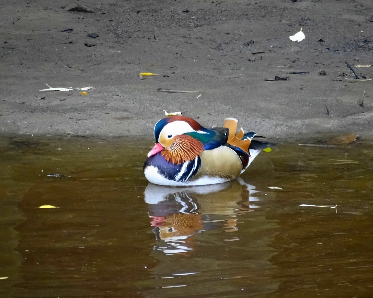 Утка мандаринка, залетевшая в Архангельск, 2017 г.