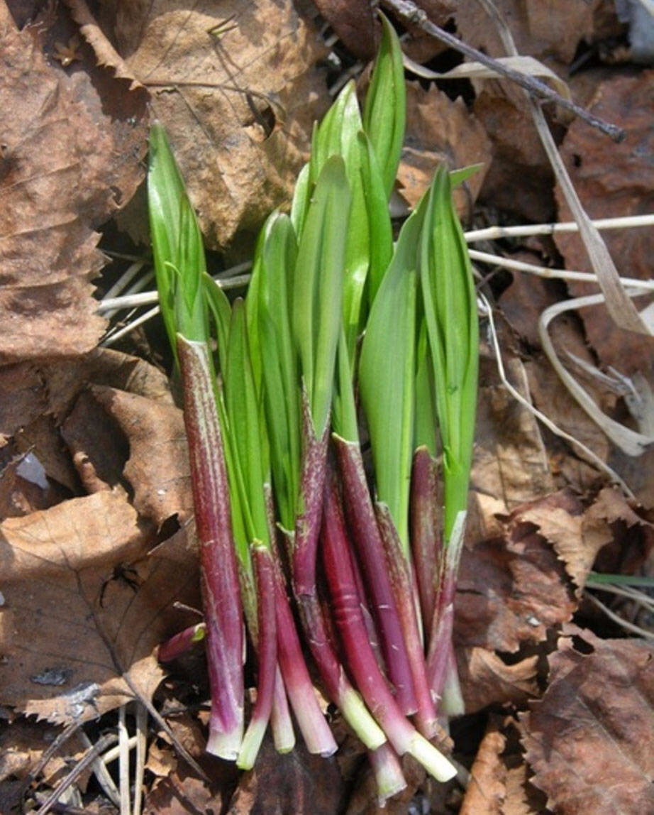 Молодая черемша. У нас в Кемеровской области более всего ценится для употребления именно вот такая молоденькая.