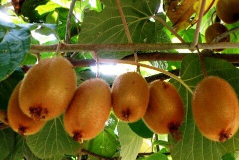 Актинидия китайская (киви)