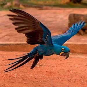 Гиацинтовый ара