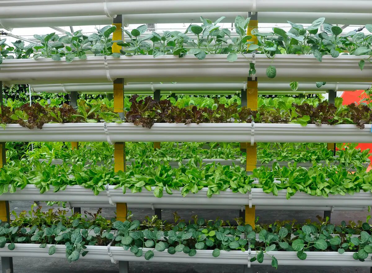 Вертикальная крытая ферма. Айсякилумаранас/Shutterstock.com