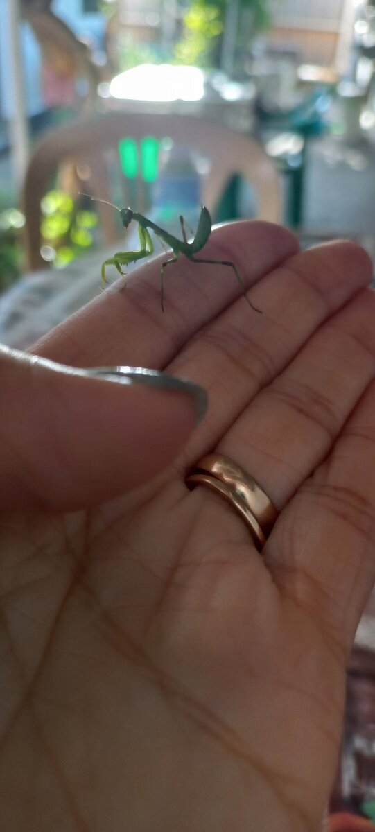 Это миленький, маленький богомол пришёл к нам в гости 😇😊