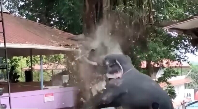    Случаи с животными, которые настолько редкие, что их сложно увидеть даже раз в жизни