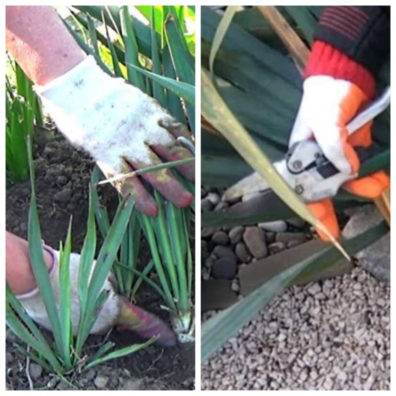 Корень юкки. Юкка необрезанная. Юкка отросток. Пальма юкка черенкование. Драцена юкка размножение.