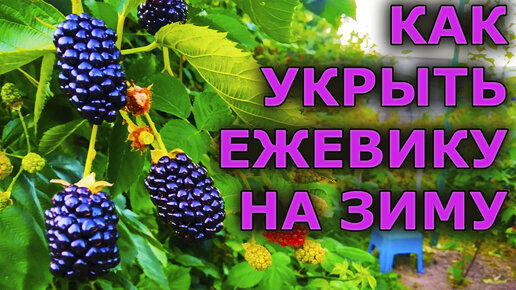 Ежевика в Московской области не замерзает под таким укрытием. Как укрыть ежевику на зиму. Зимнее укрытие для ежевики. Выращивание ежевики.