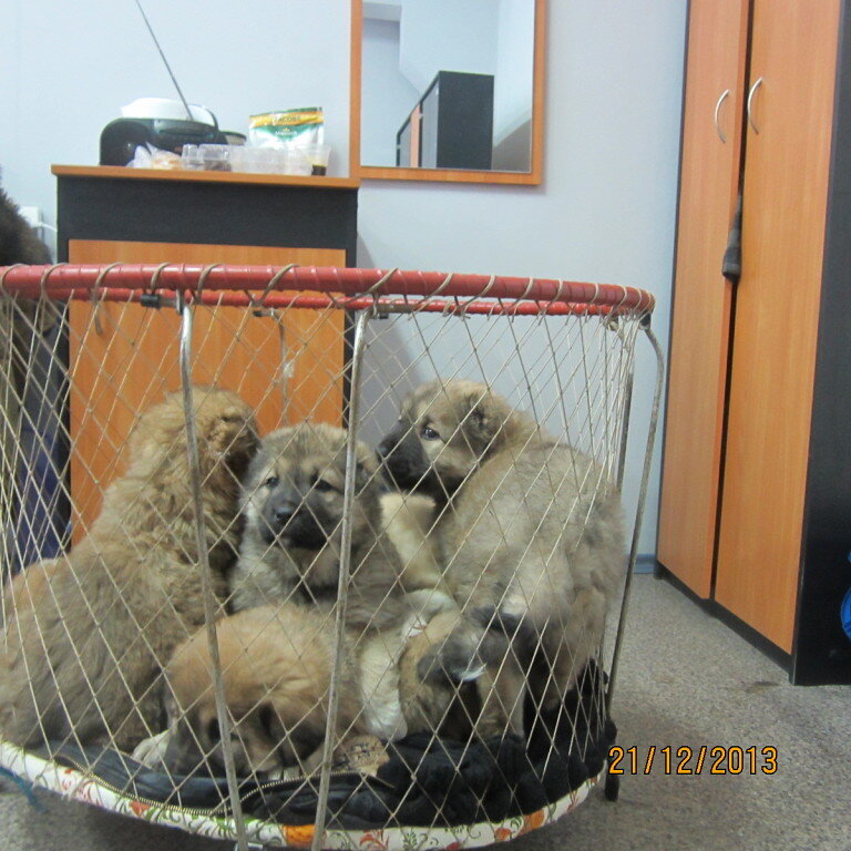 Щенки на актировке в клубе