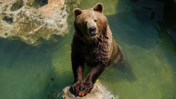   © AP Photo / Andrew Medichini