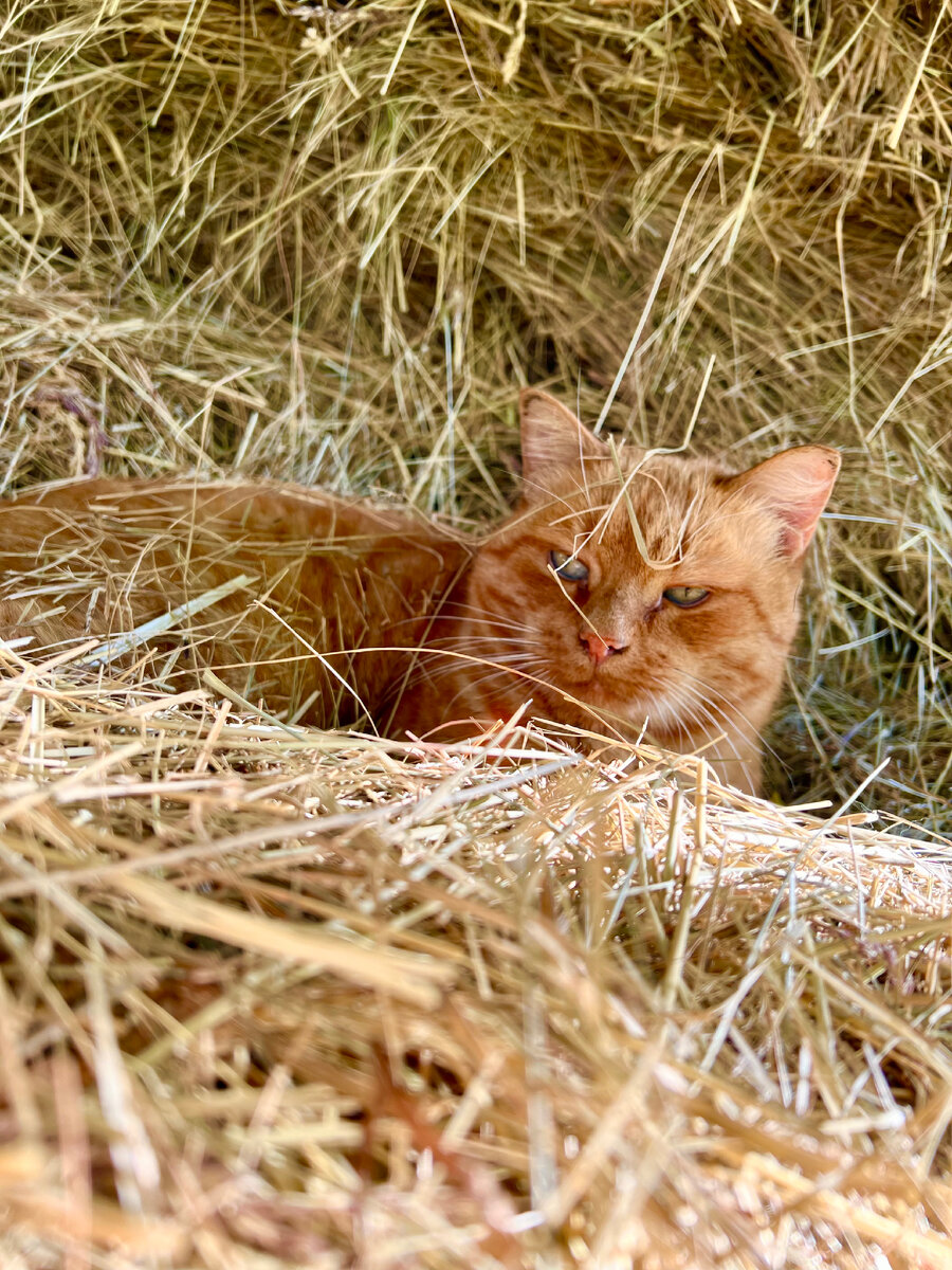 Мистер Чичиков чилит в стоге сена 😼