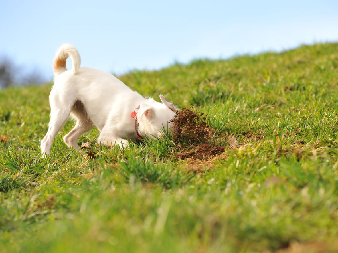 *жует на космической скорости какую-то дрянь, пока хозяин идет отбирать вкусняшку*