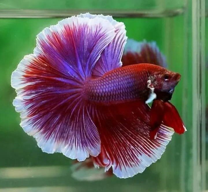 Рыбка петушок.