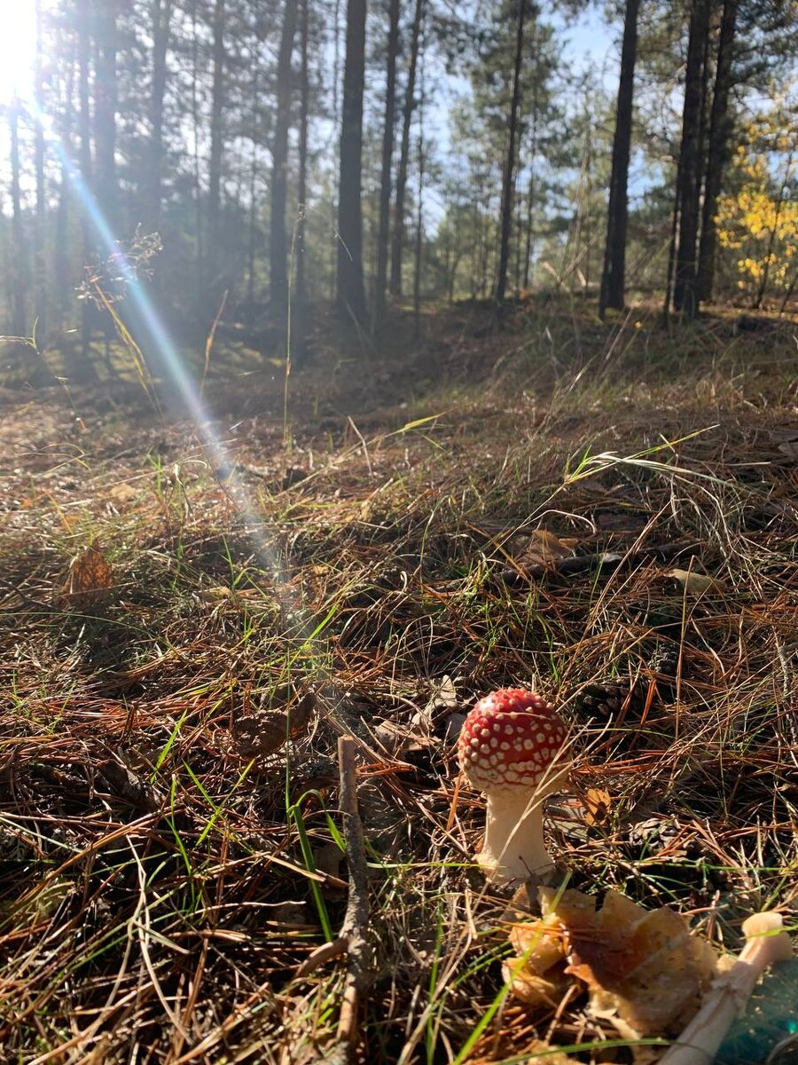 Самый красивый гриб.