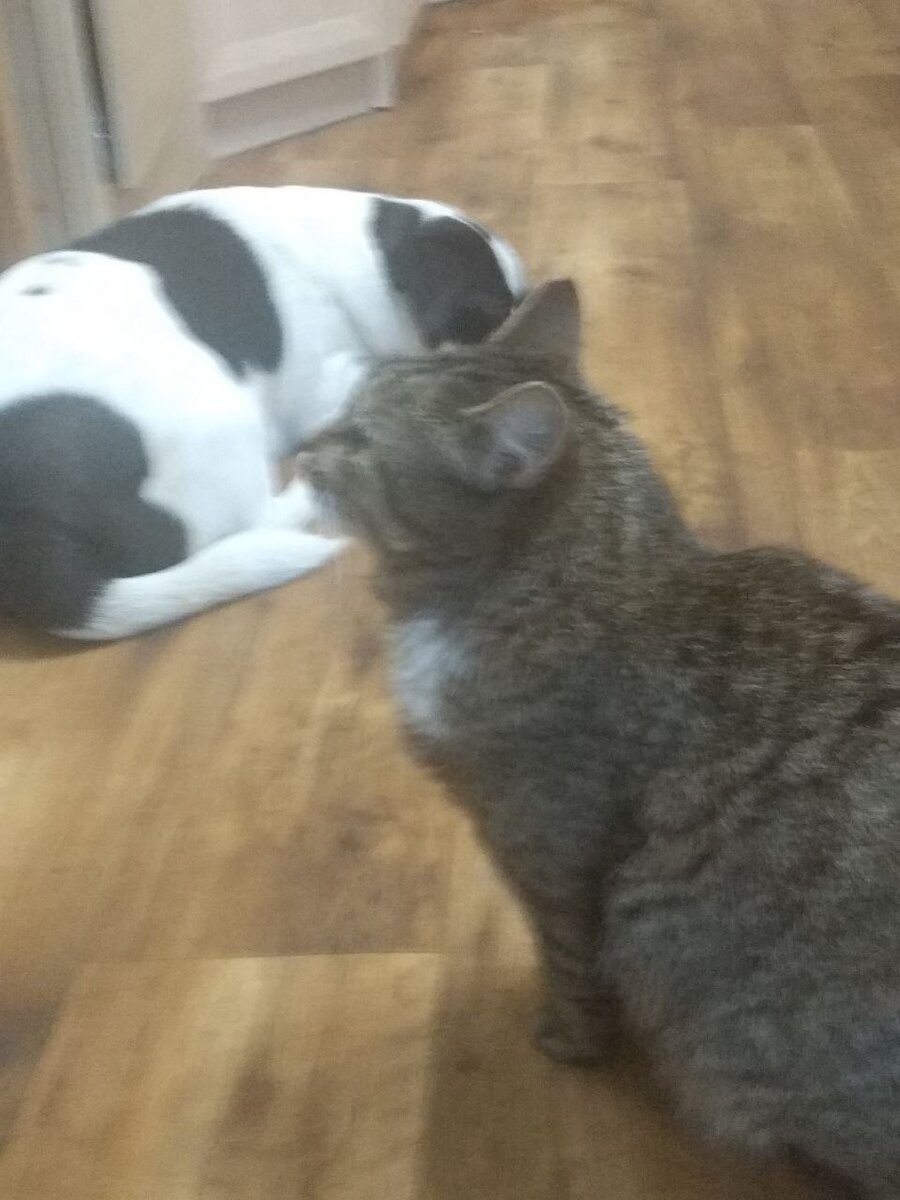 Аврора явно недовольна приобретением