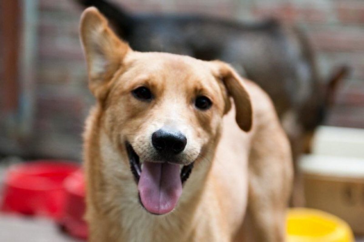    В Новосибирске суд выселяет на улицу животных из приюта «Бумеранг добра»