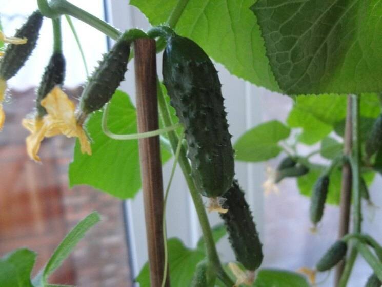 Балконный огурчик