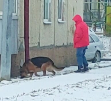 Овчар. Гуляет без поводка. 