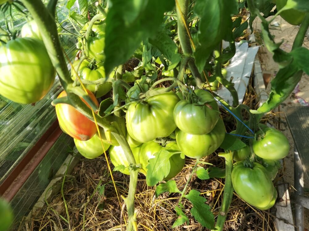 куст Алсу. Сразу за ней рос Батяня и визуально они неотличимы.