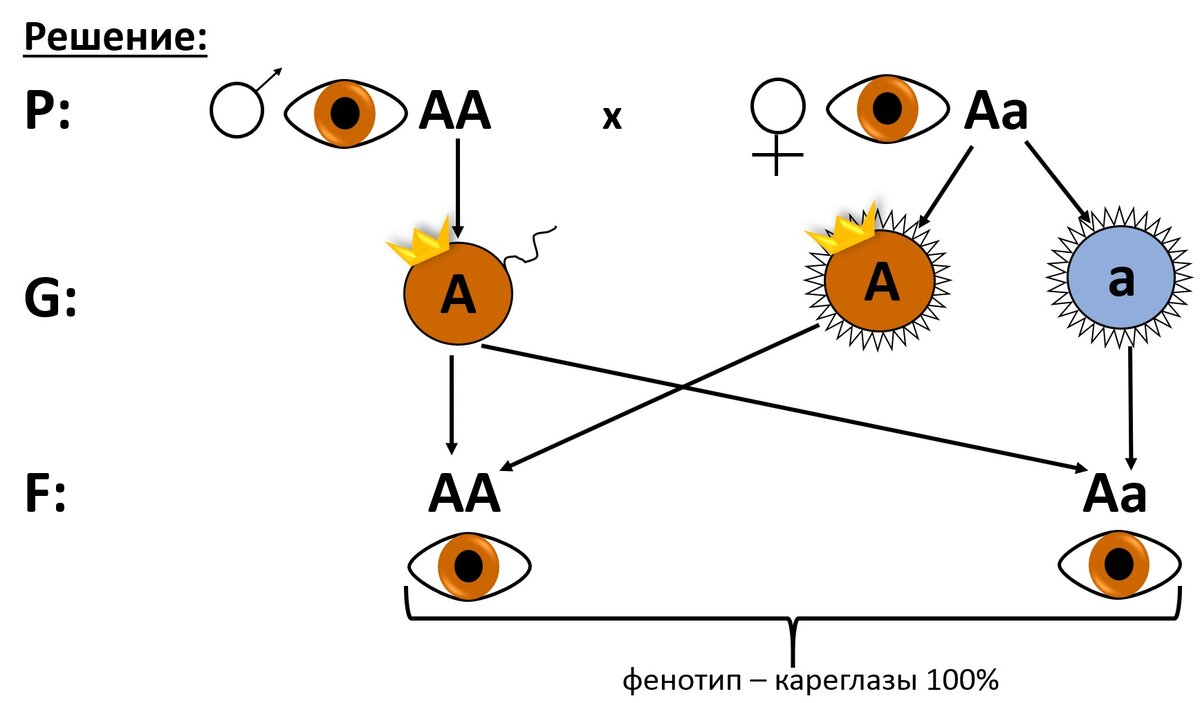 Особей образующих гаметы одного сорта. Генетика скрещивание голубоглазая мать Черноглазый отец. У кареглазых супругов родился голубоглазый ребенок. Причина. У голубоглазых родителей кареглазый ребенок. Доминант рецессив кариглазый или голубоглазый ребёнок.