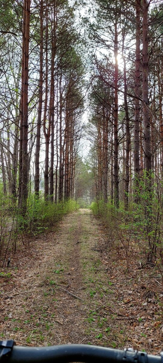 Из личного архива. Фотографию делал мой братишка. Таинственный лес.