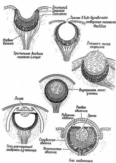 Развитие глаза. Эволюция строения глаза. Эволюция органа зрения у позвоночных. Строение глаза у беспозвоночных. Эволюция зрения у животных схема.