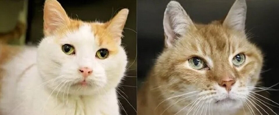 Макс и Моджо