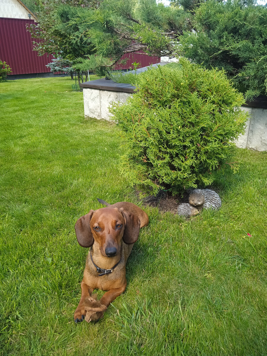 Алиса - лапочка девочка