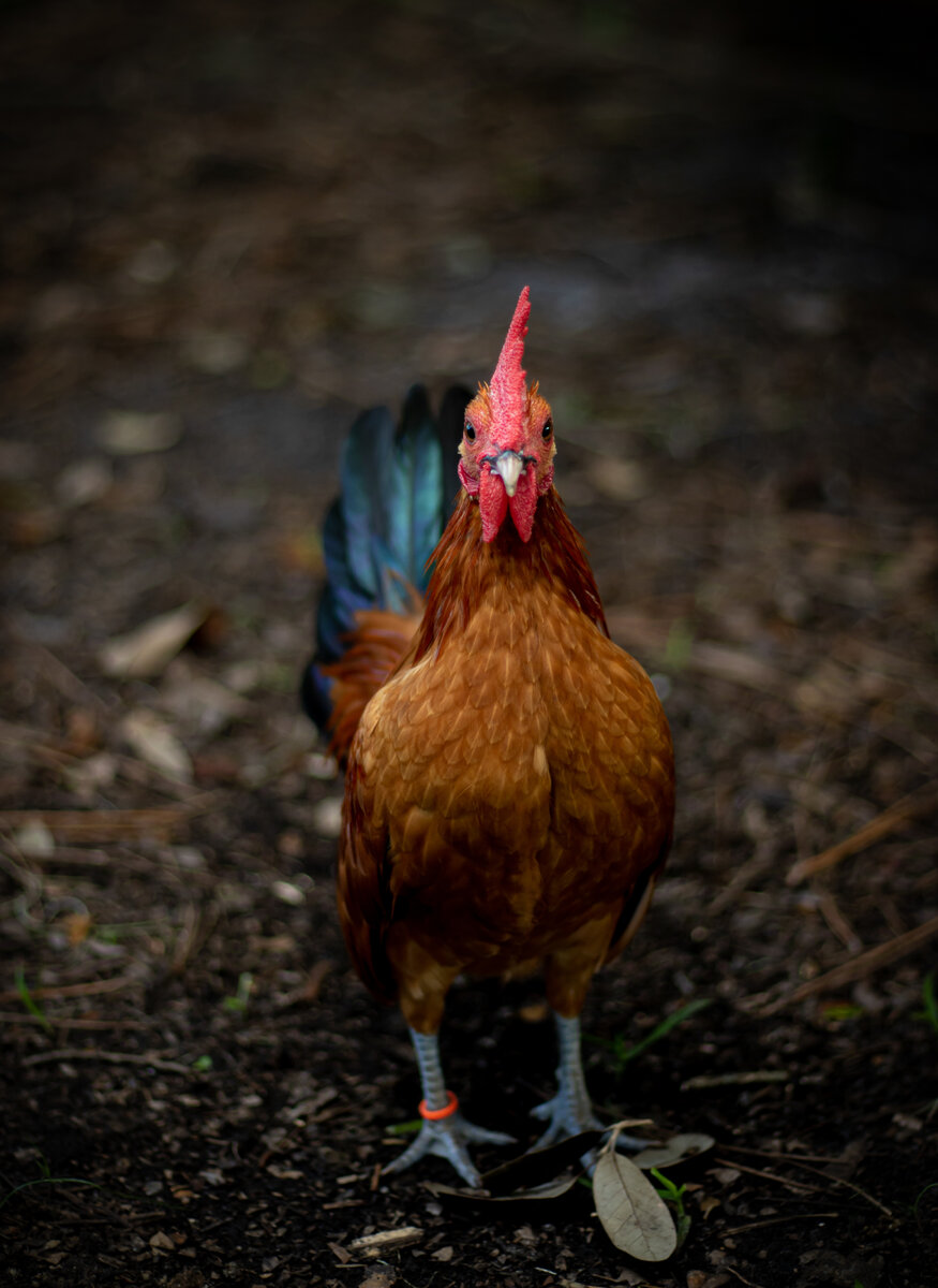 <a href="https://ru.freepik.com/free-photo/golden-rooster-standing-on-the-ground-surrounded-by-branches-and-leaves_8755531.htm#page=3&query=%D0%9F%D0%B5%D1%82%D1%83%D1%85&position=24&from_view=search&track=sph">Изображение от wirestock</a> на Freepik