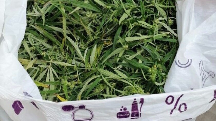     На улице Комарова в Абакане задержали 31-летнего мужчину с 350 граммами марихуаны. Теперь ему грозит колония.